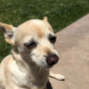 Meet your Posher, Bella